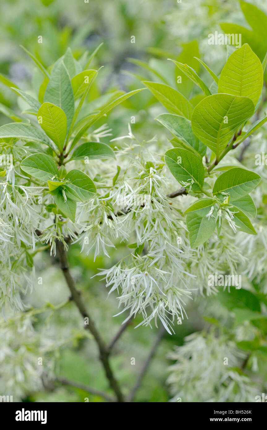 American fringe tree (Chionanthus virginicus Stock Photo Alamy