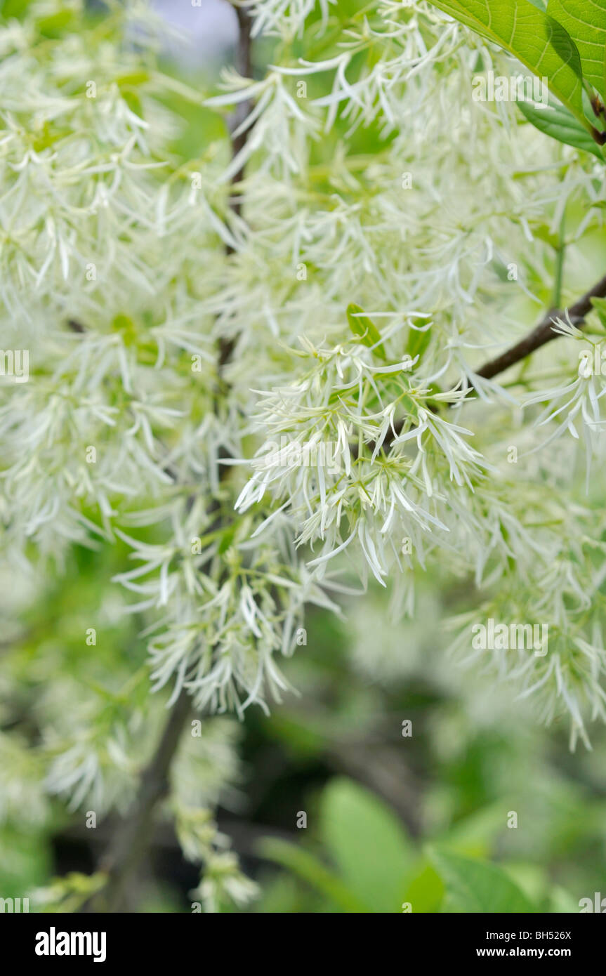 American fringe tree (Chionanthus virginicus Stock Photo Alamy
