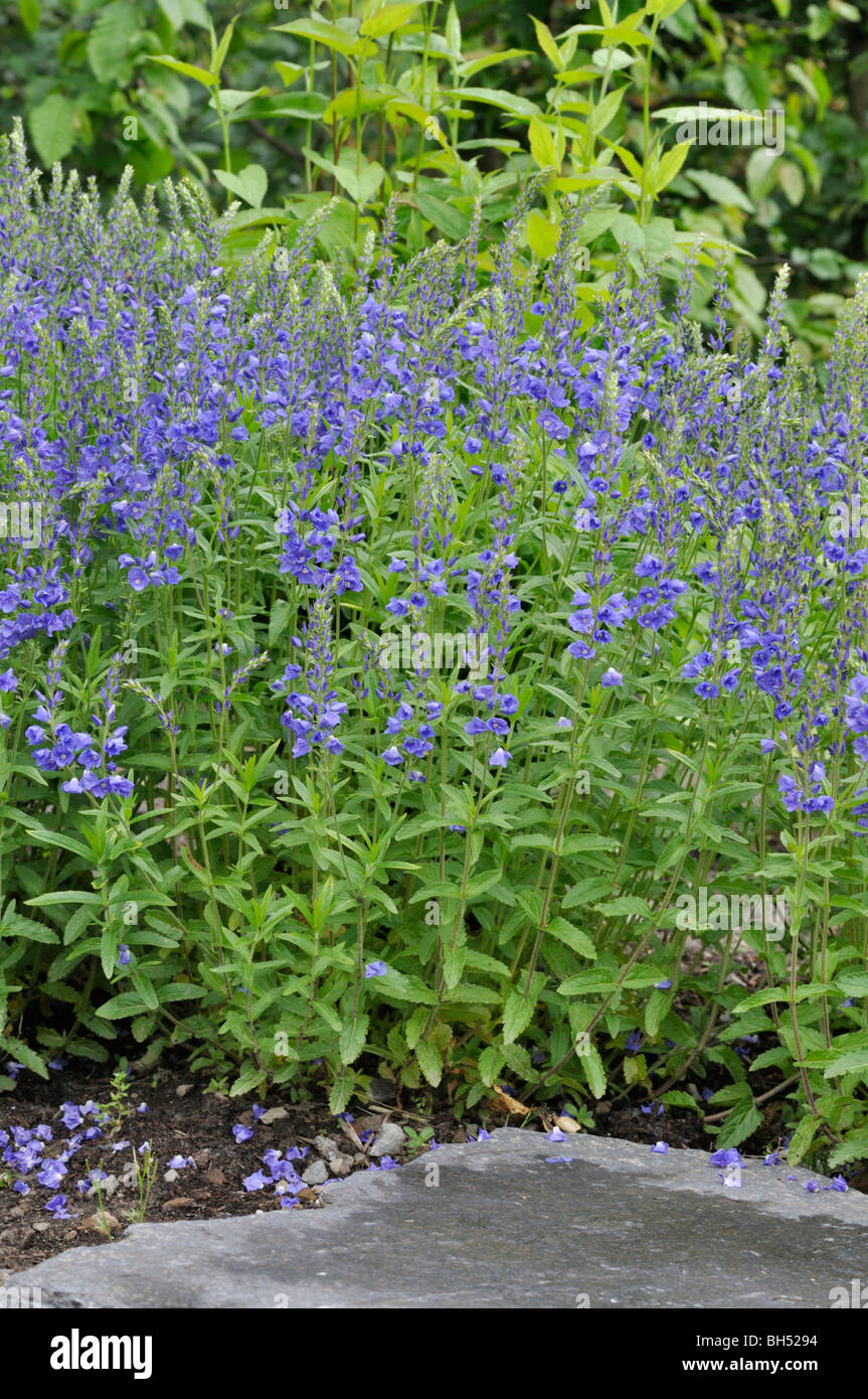 Austrian speedwell (Veronica austriaca var. teucrium 'Knallblau') Stock Photo