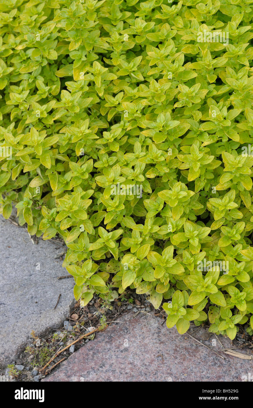Greek oregano (Origanum vulgare 'Aureum') Stock Photo