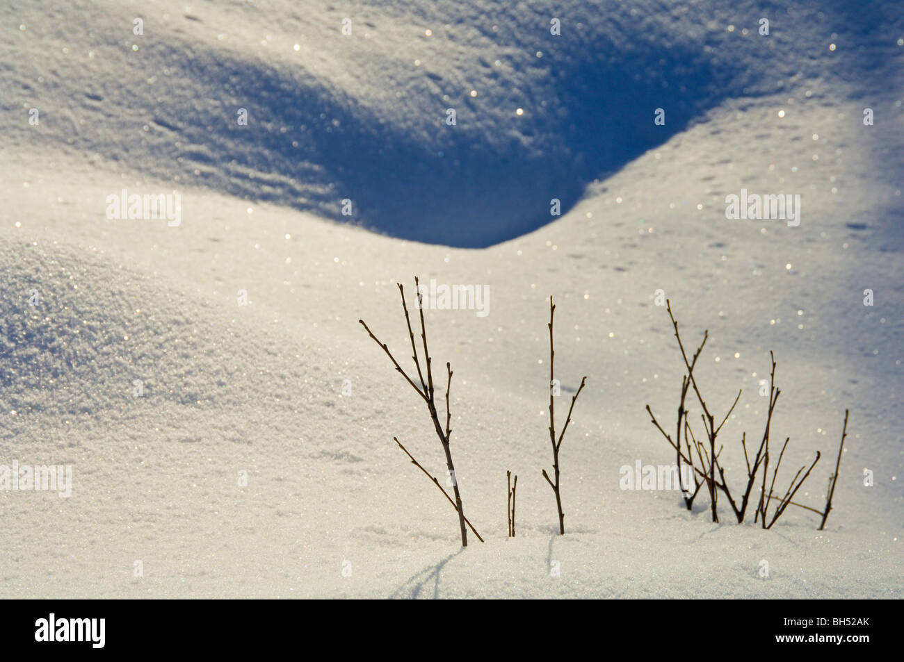 Snow drift with twigs poking through. Stock Photo