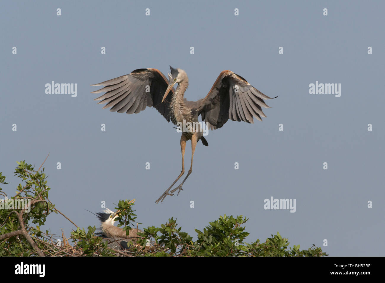 Great blue heron (Ardea herodias) landing at nest with twig at Venice Rookery, Florida, USA Stock Photo