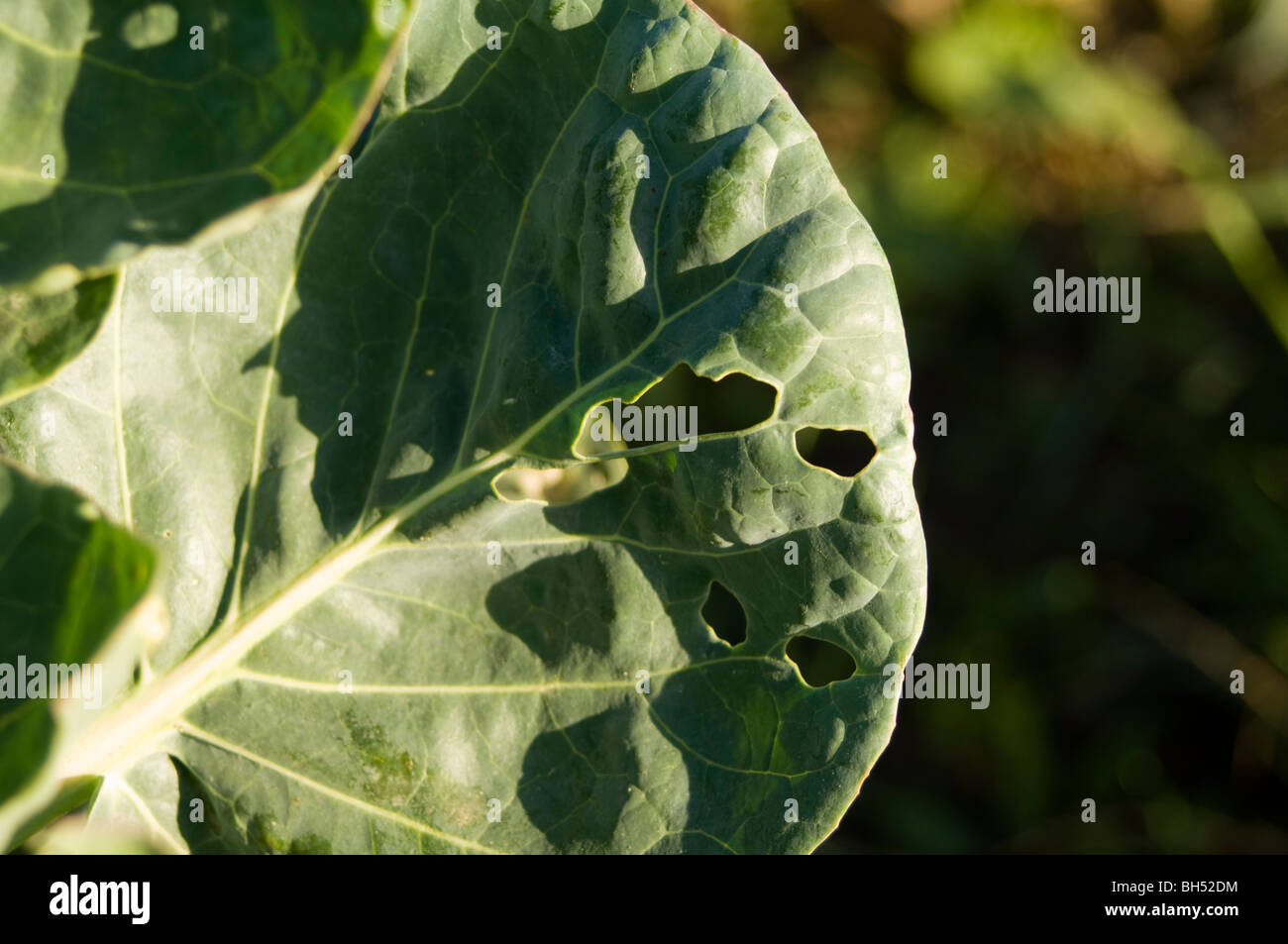 Cabbage moth damage hi-res stock photography and images - Alamy