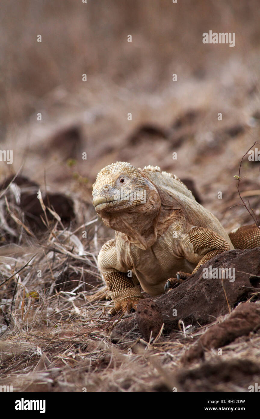 Santa Fe land iguana (Conolophus pallidus) at Santa Fe Island Stock
