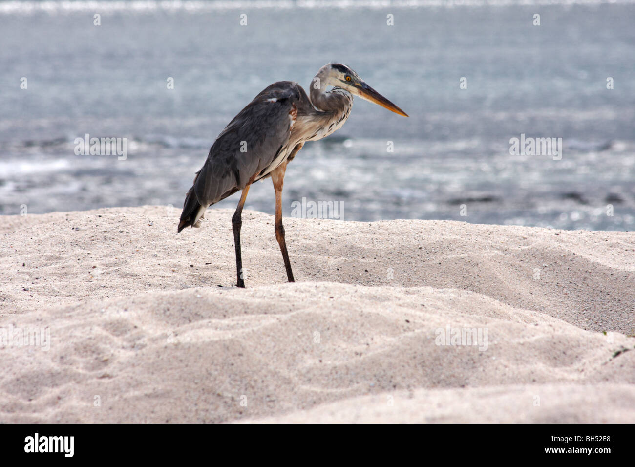 Great blue heron (Ardea herodias) standing on the beach at Bachas Beach, Santa Cruz Island. Stock Photo