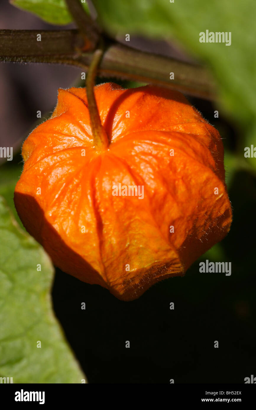 Close-up of Chinese lantern fruit (Physalis alkekengi). Stock Photo