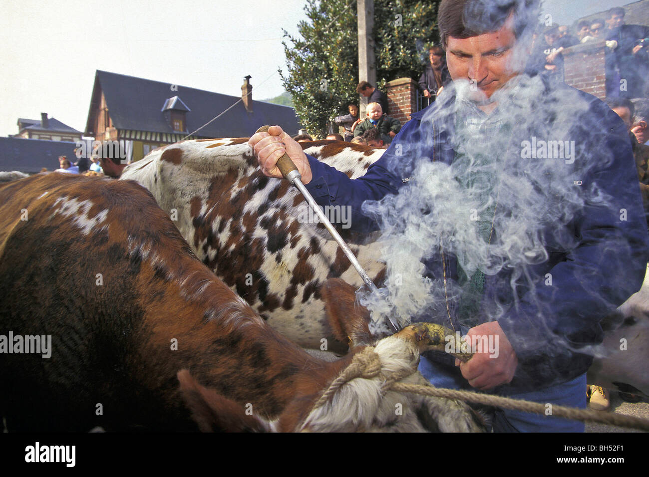 BRANDING FESTIVAL IN THE MARAIS VERNIER. BRANDING NORMANDY COWS, EURE (27), FRANCE Stock Photo
