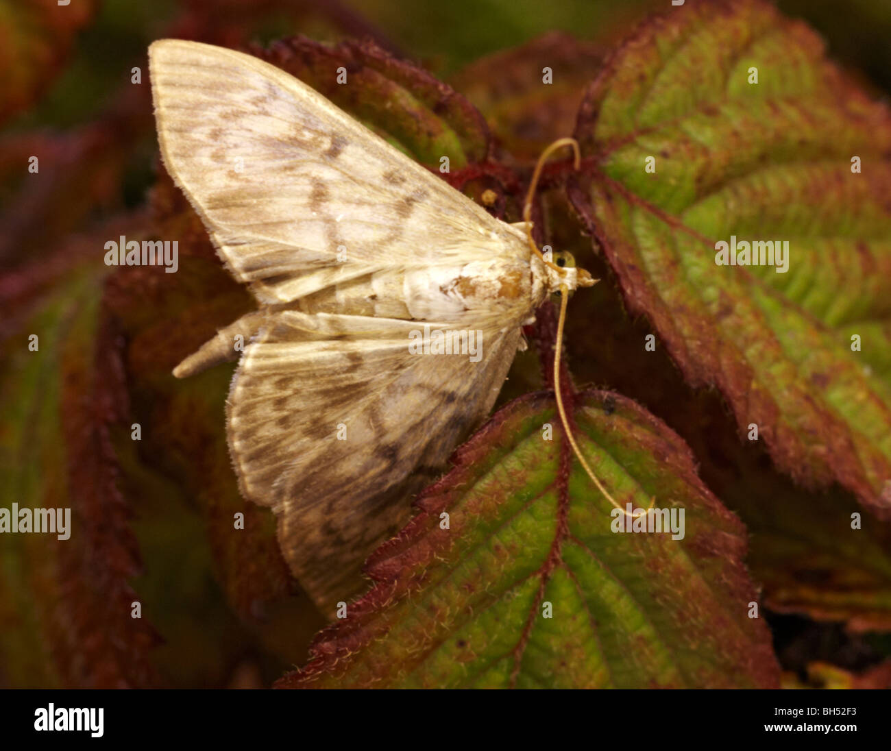Mother of pearl moth (Pleuroptya ruralis) on leaves. Stock Photo