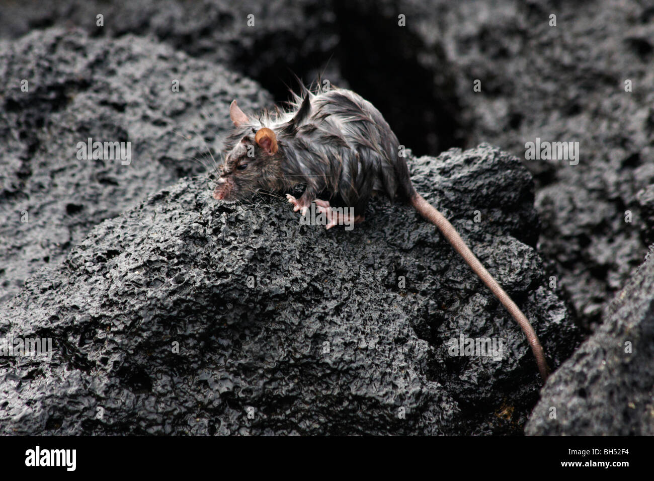 Wet black or ship rat (Rattus rattus) on rocks at Urbina Bay, Isabela Island. Stock Photo