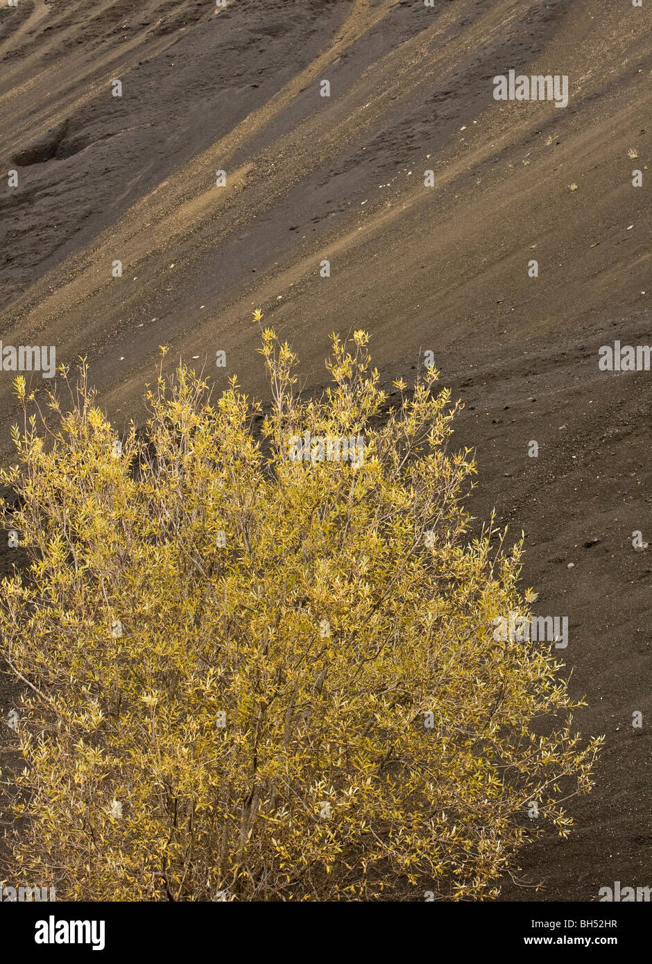 Tree growing amidst black lava rocks and sand in volcanic landscape. Stock Photo