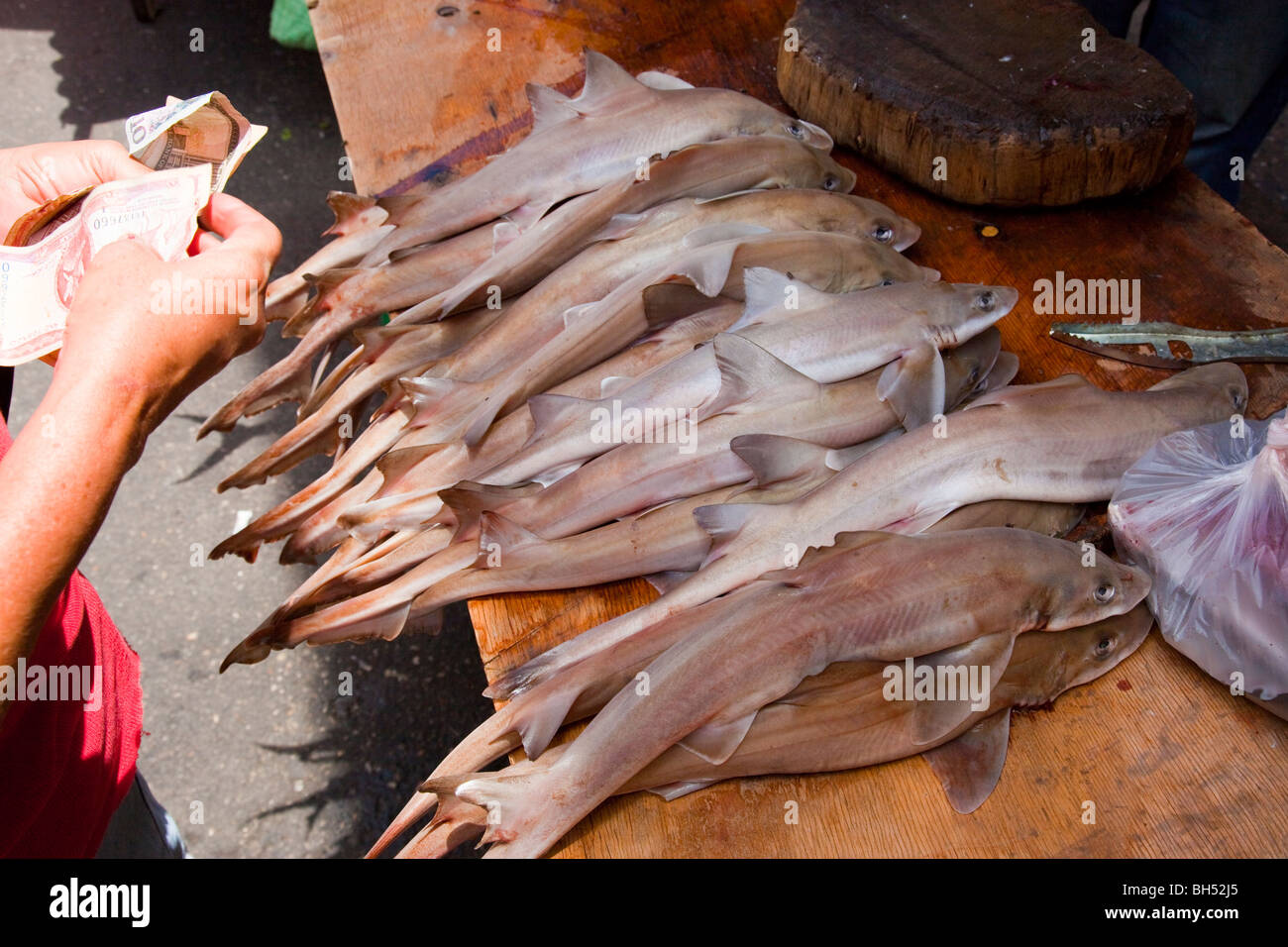 Baby sharks at a fish market in Port of Spain Trinidad Stock Photo Alamy