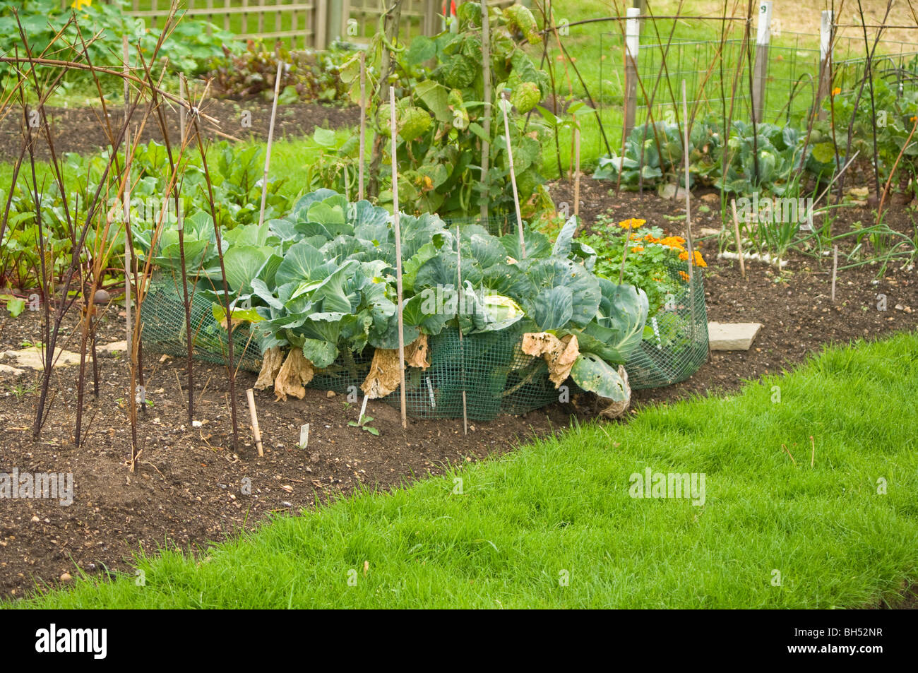 Protect cabbages allotment hi-res stock photography and images - Alamy