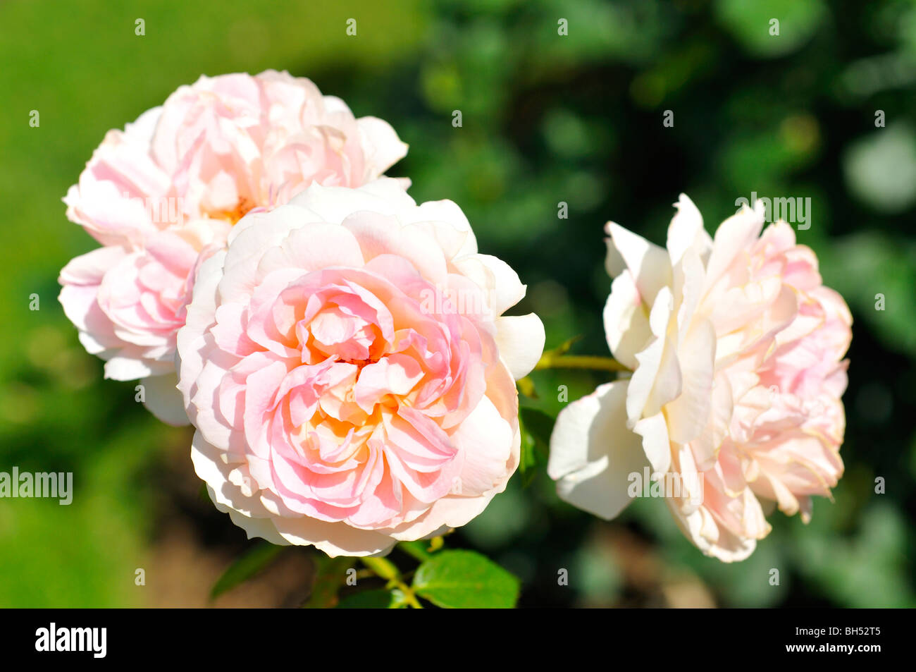 Roses pale pink hi-res stock photography and images - Alamy