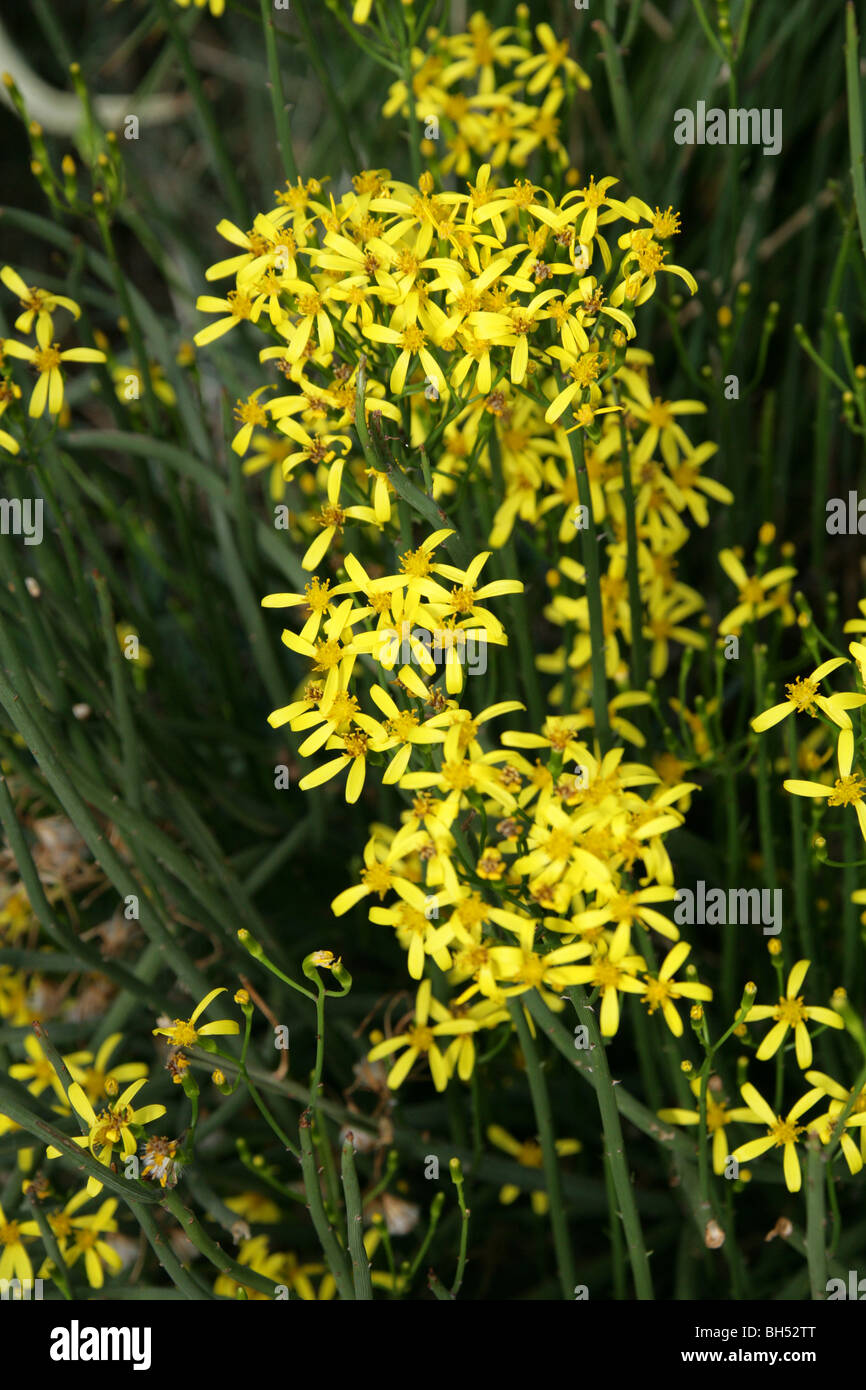 Senecio junceus, Asteraceae (Compositae), South Africa Stock Photo