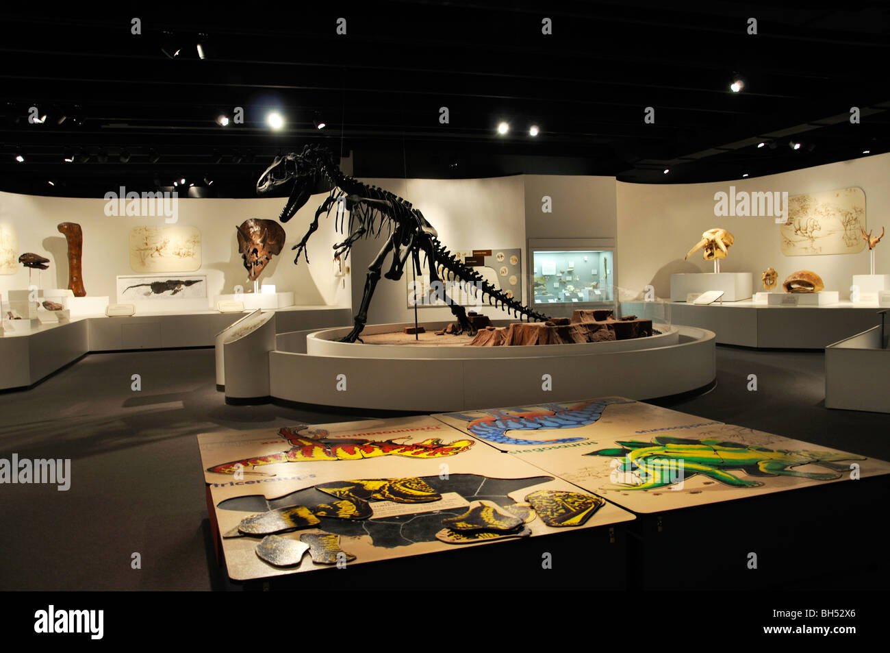 Dinosaur skeleton prehistoric fossil exhibit extinct panhandle plains ...