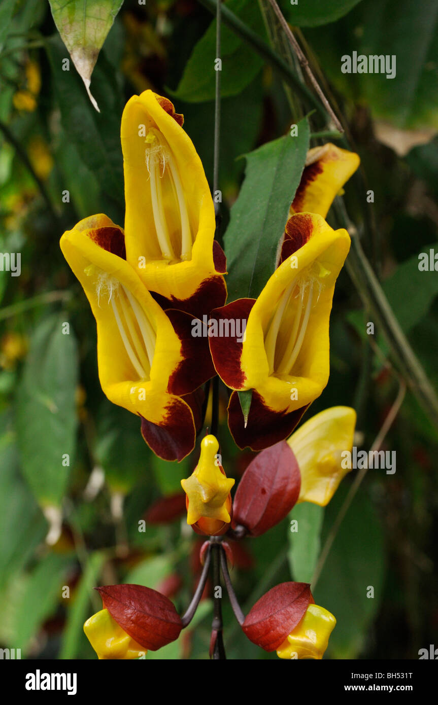 Indian clock vine (Thunbergia mysorensis) Stock Photo
