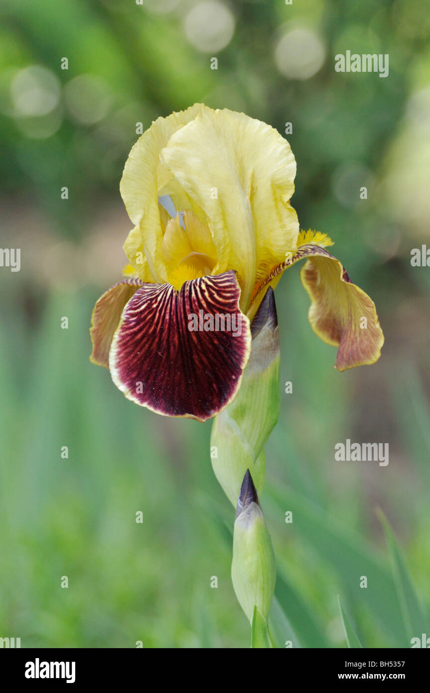 Tall bearded iris (Iris barbata elatior 'Lambent') Stock Photo