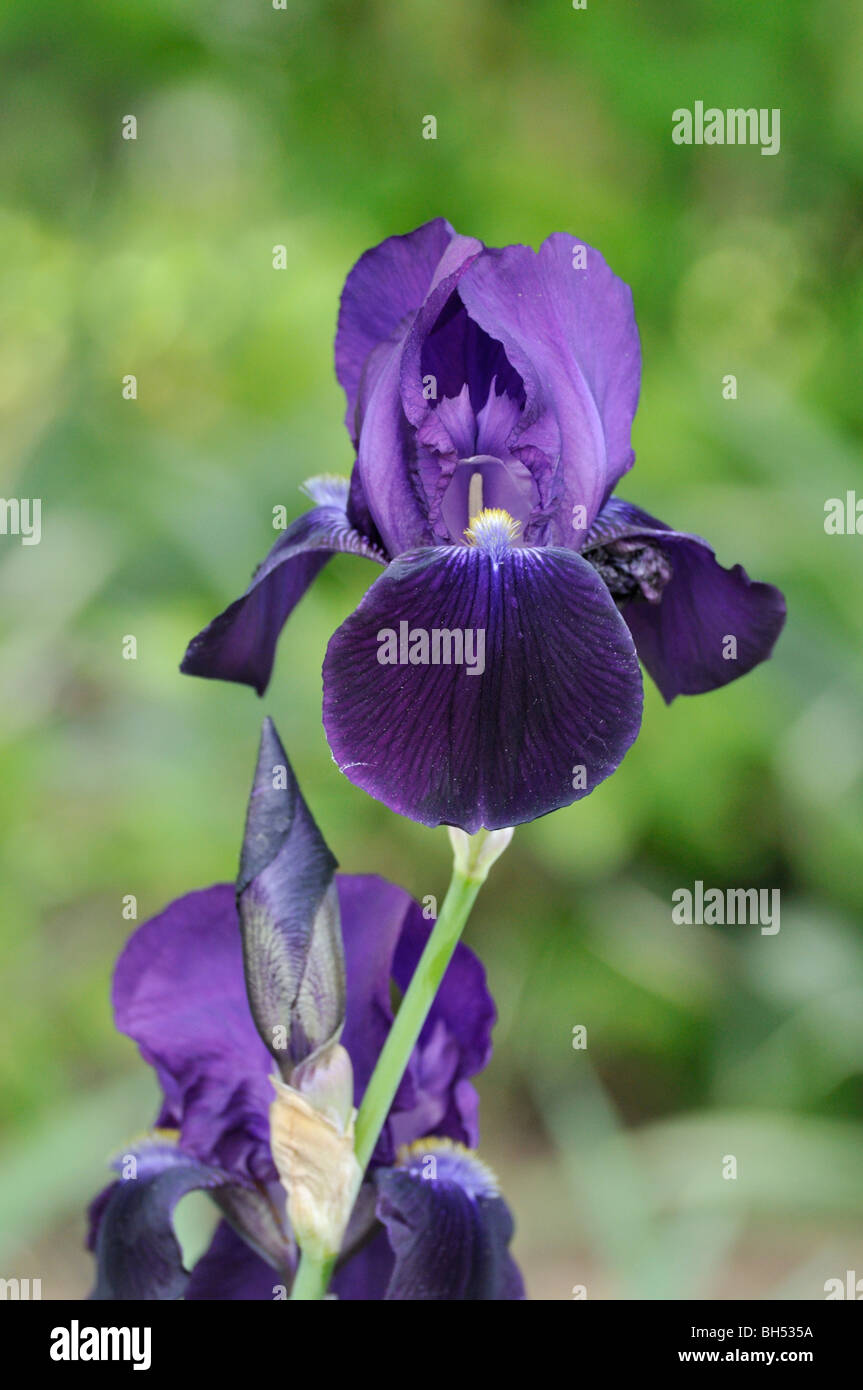 Tall bearded iris (Iris barbata elatior 'Sable') Stock Photo