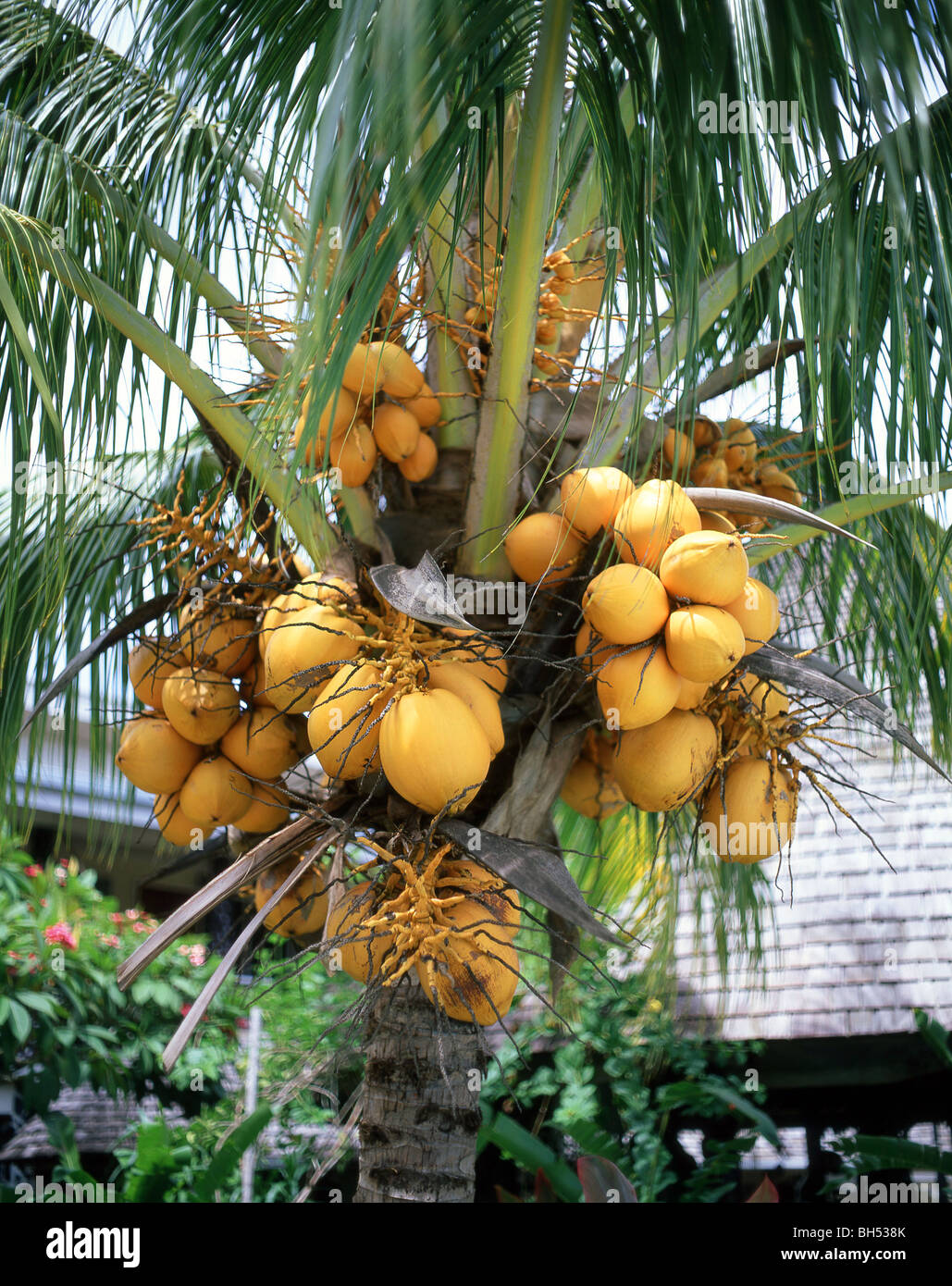 Coconuts on palm tree, Upolu Island, Samoa Stock Photo - Alamy