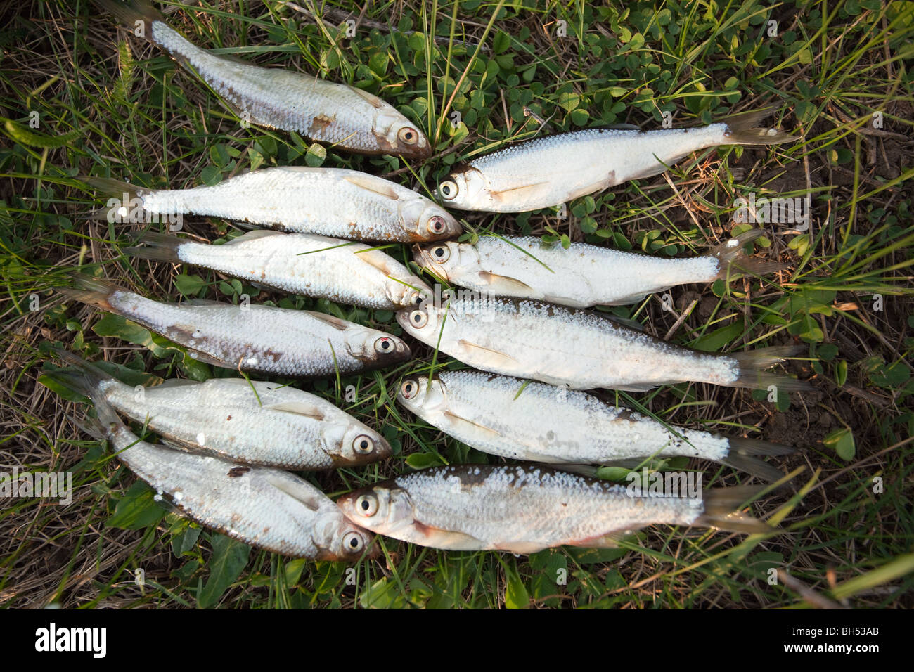 River fish caught by the fisherman. Stock Photo