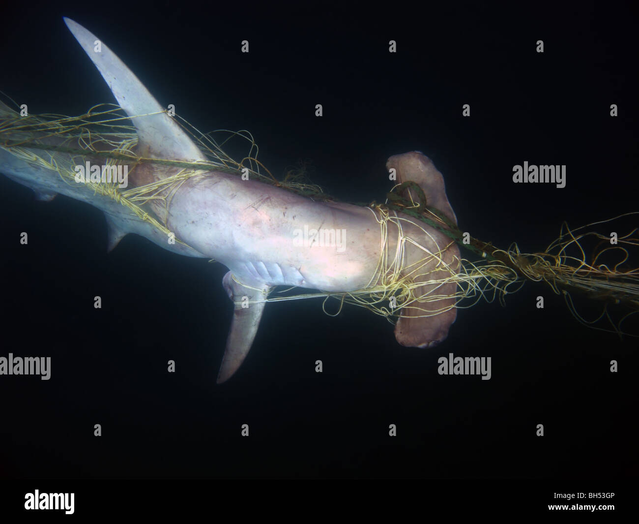 Scalloped hammerhead shark (Sphyrna lewini), a species considered endangered by IUCN, killed in shark net, Queensland, Australia Stock Photo