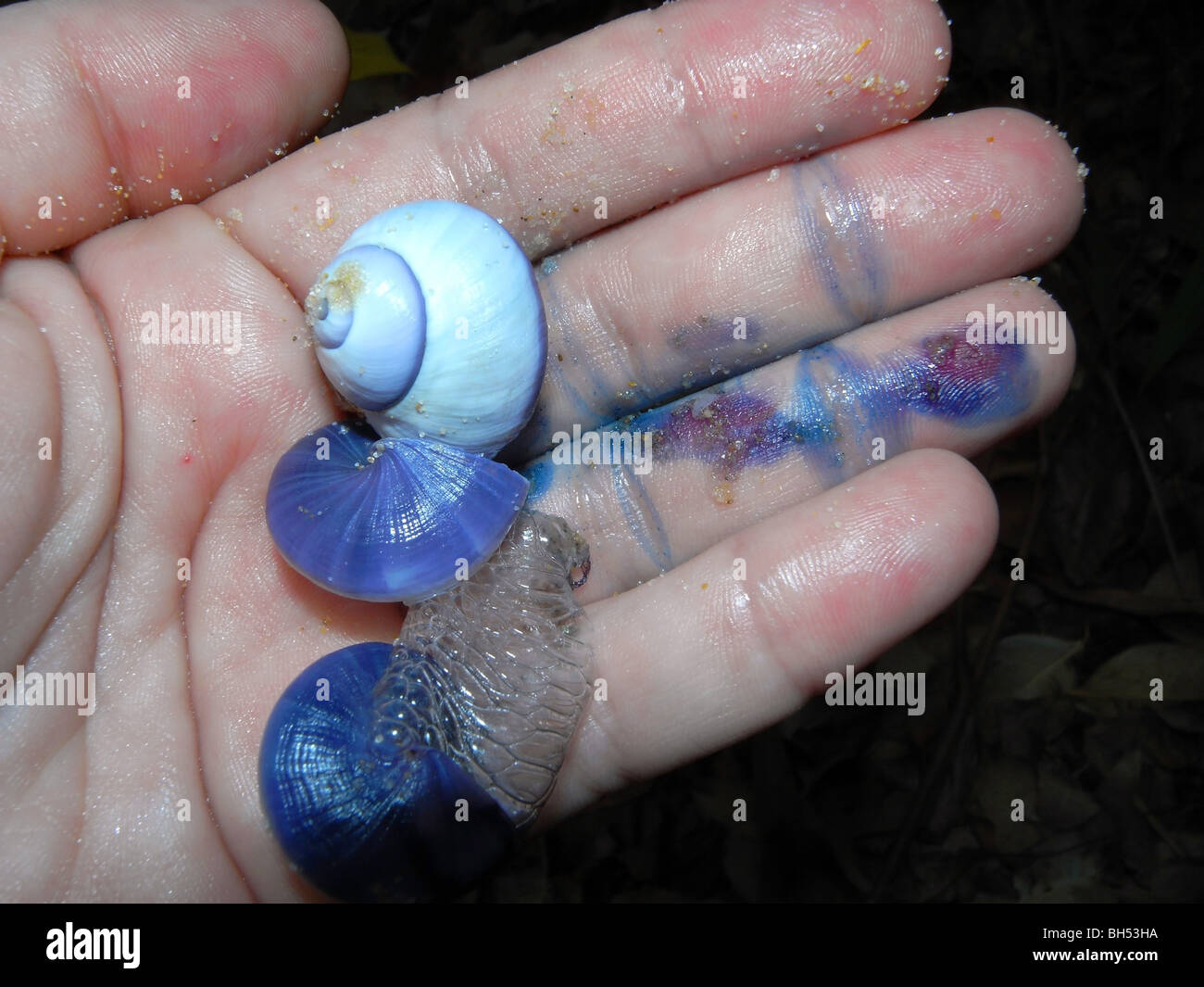 Violet bubble shells (Janthina janthina) washed up on the beach make indigo stains on my fingers Stock Photo