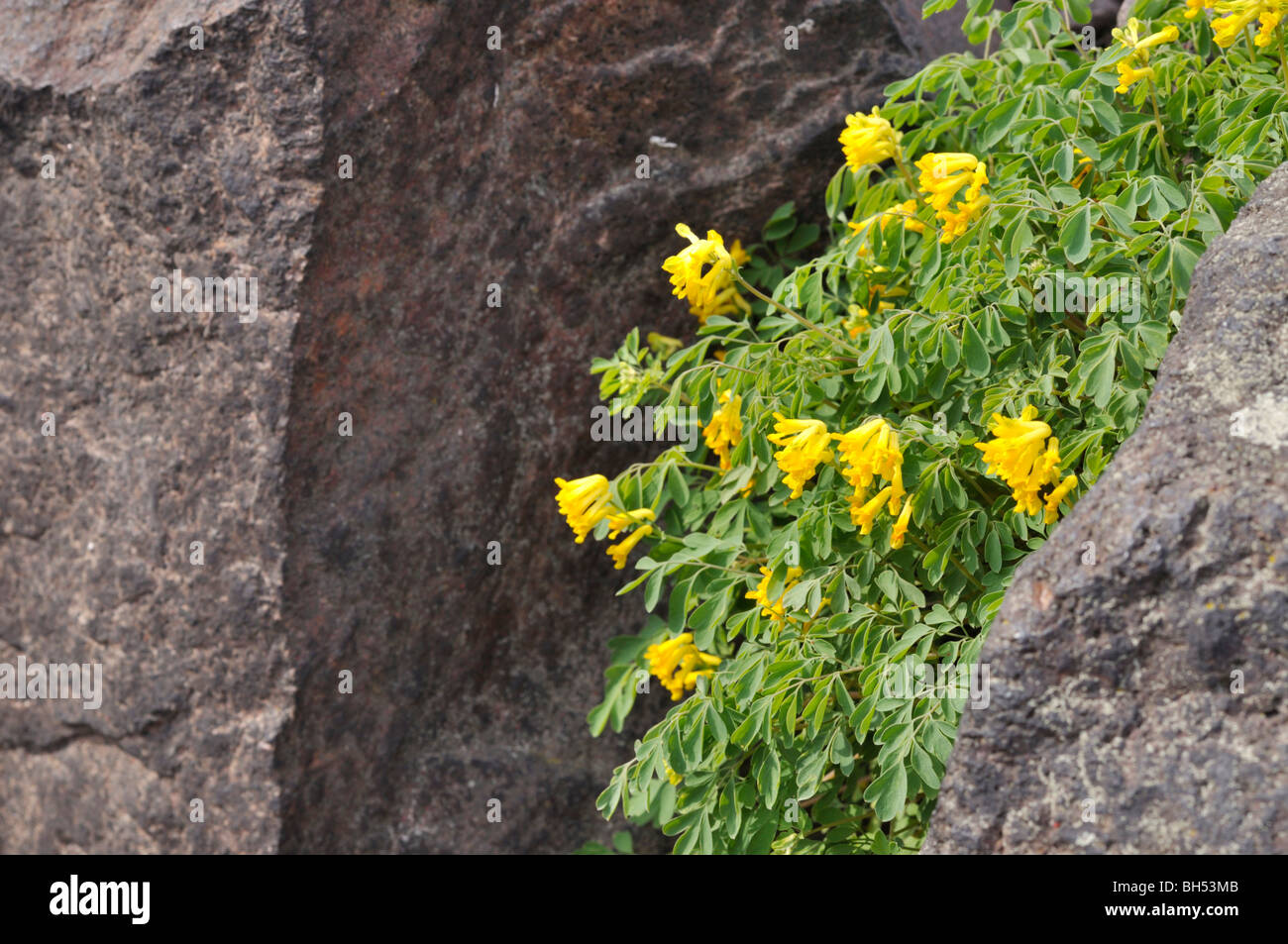 Yellow corydalis (Corydalis lutea syn. Pseudofumaria lutea) Stock Photo