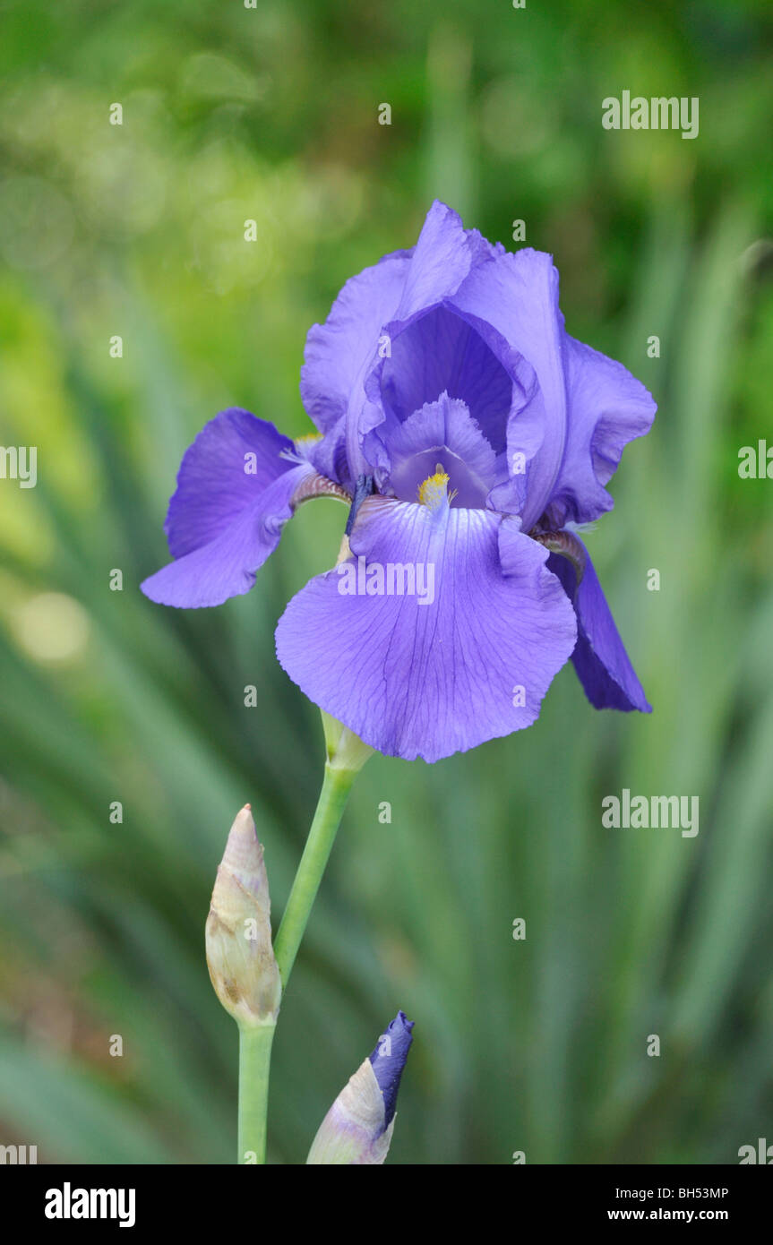 Tall bearded iris (Iris barbata elatior 'Danube Wave') Stock Photo