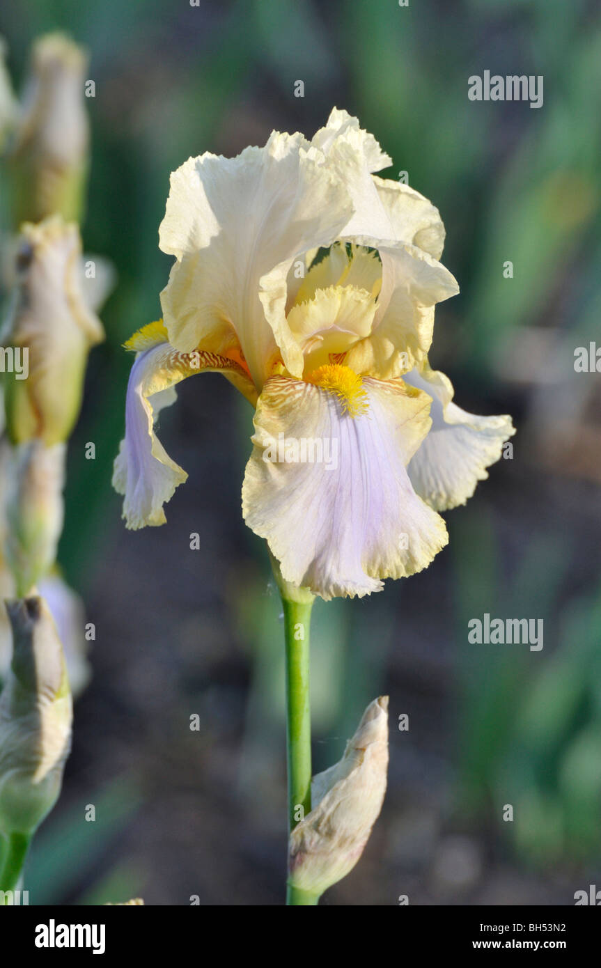 German iris (Iris germanica 'Omas Sommerkleid' Stock Photo - Alamy