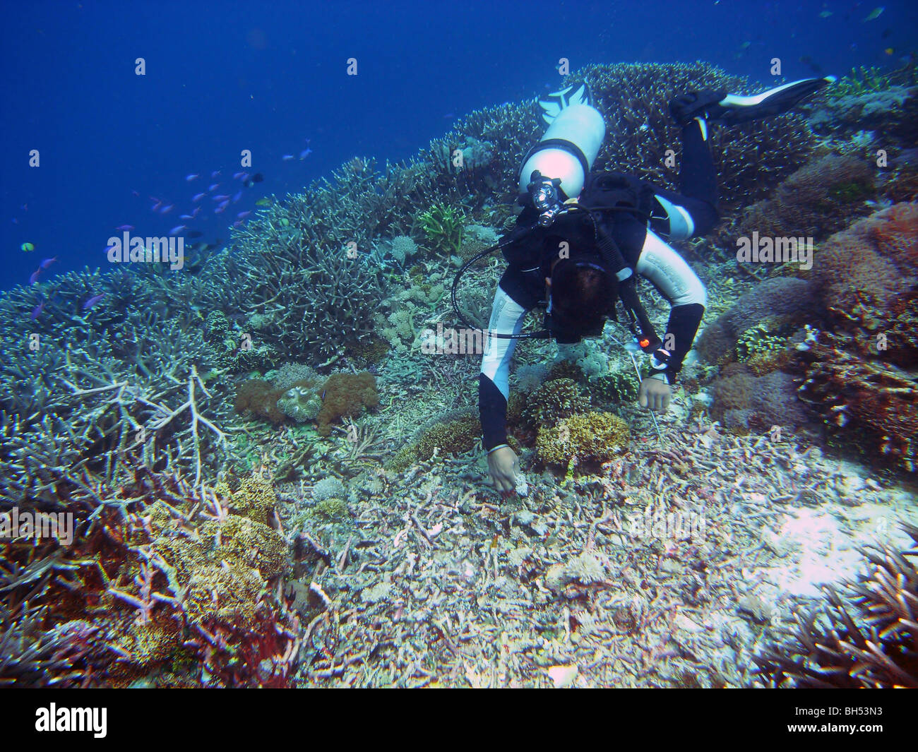 Diver inspecting blast crater in coral reef resulting from dynamite fishing, Komodo Marine Park, Indonesia. No MR or PR Stock Photo