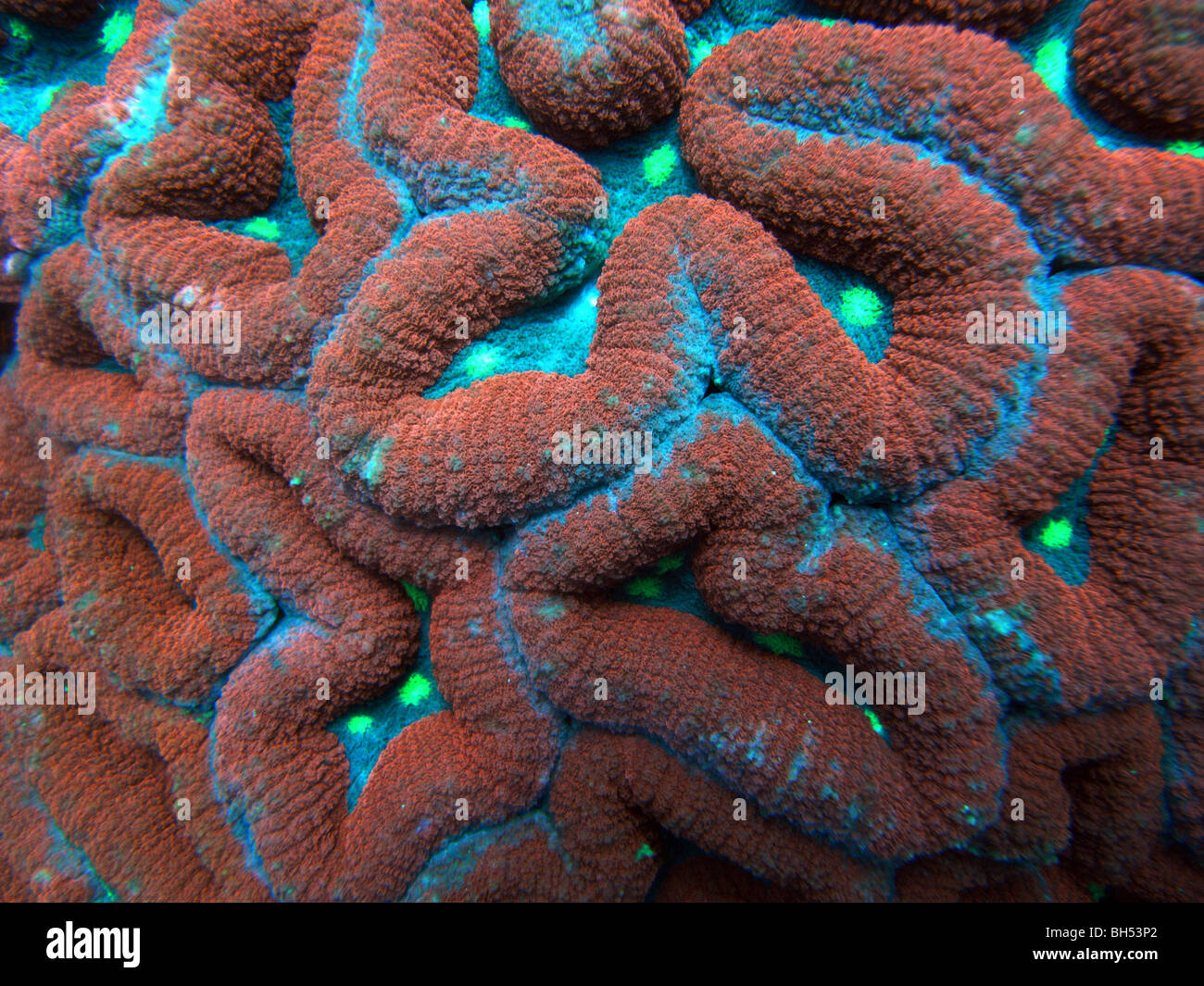 Fluorescent coral colours (Lobophyllia hemprichii), Komodo Marine Park, Indonesia Stock Photo