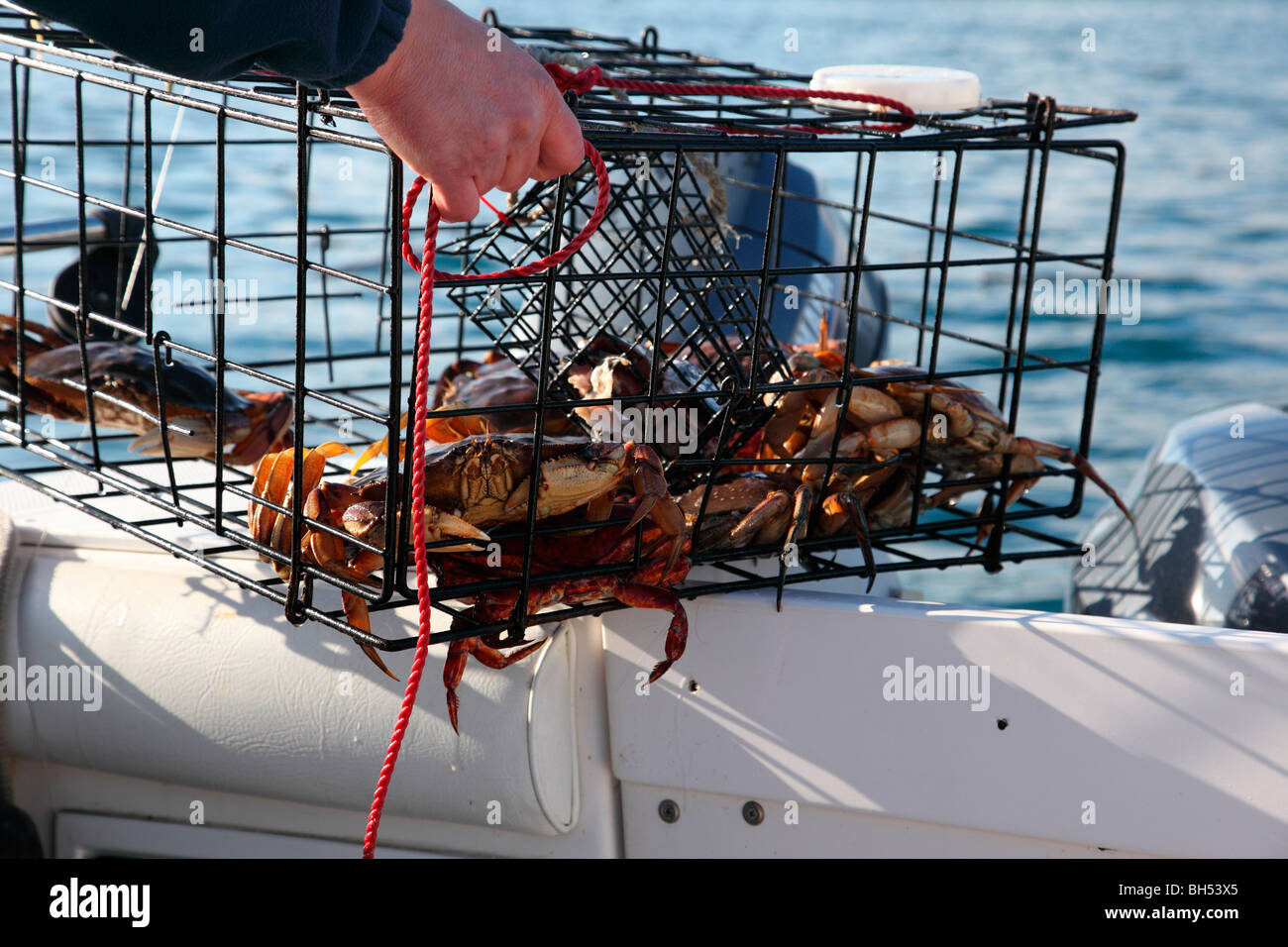 crab trap Stock Photo Alamy