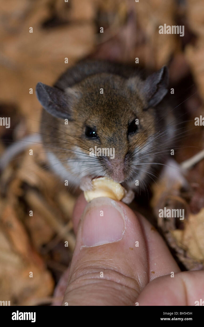 Shrew Mouse Stock Photos & Shrew Mouse Stock Images Alamy