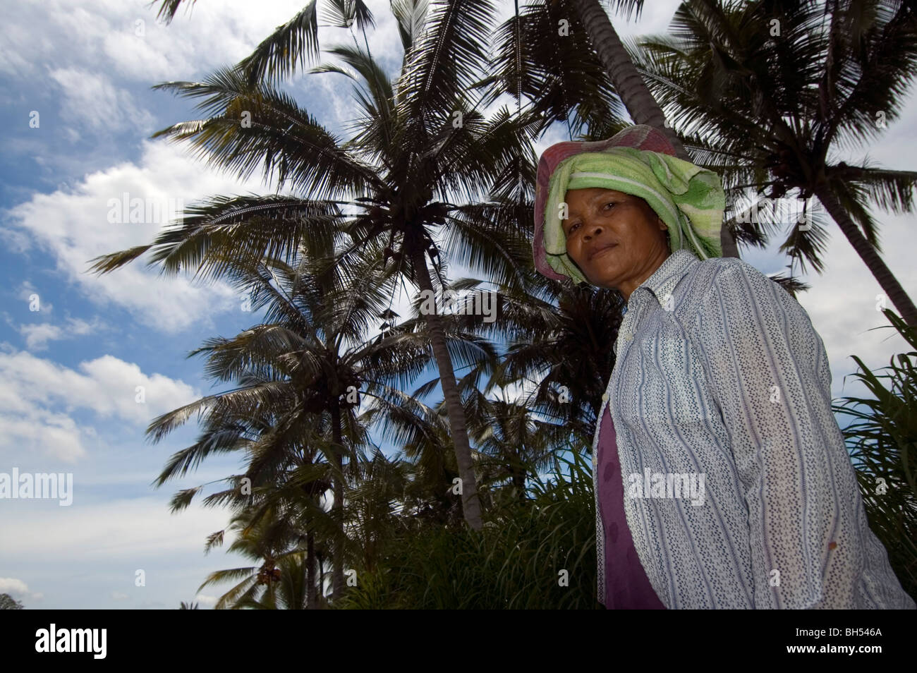 Woman working in rice paddies near Ubud, Bali, Indonesia. No MR Stock Photo