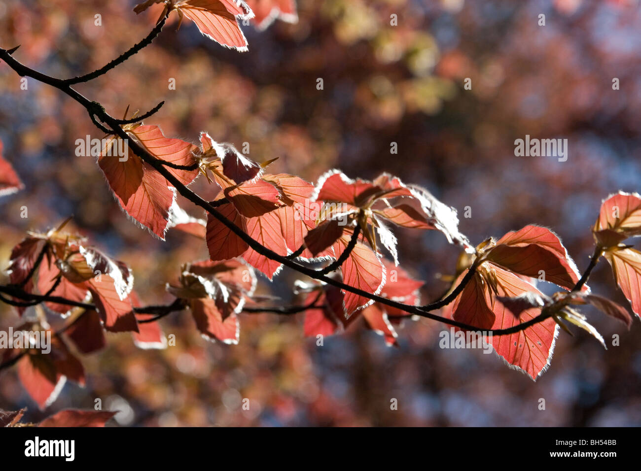 Young Beech Leaves High Resolution Stock Photography and Images - Alamy
