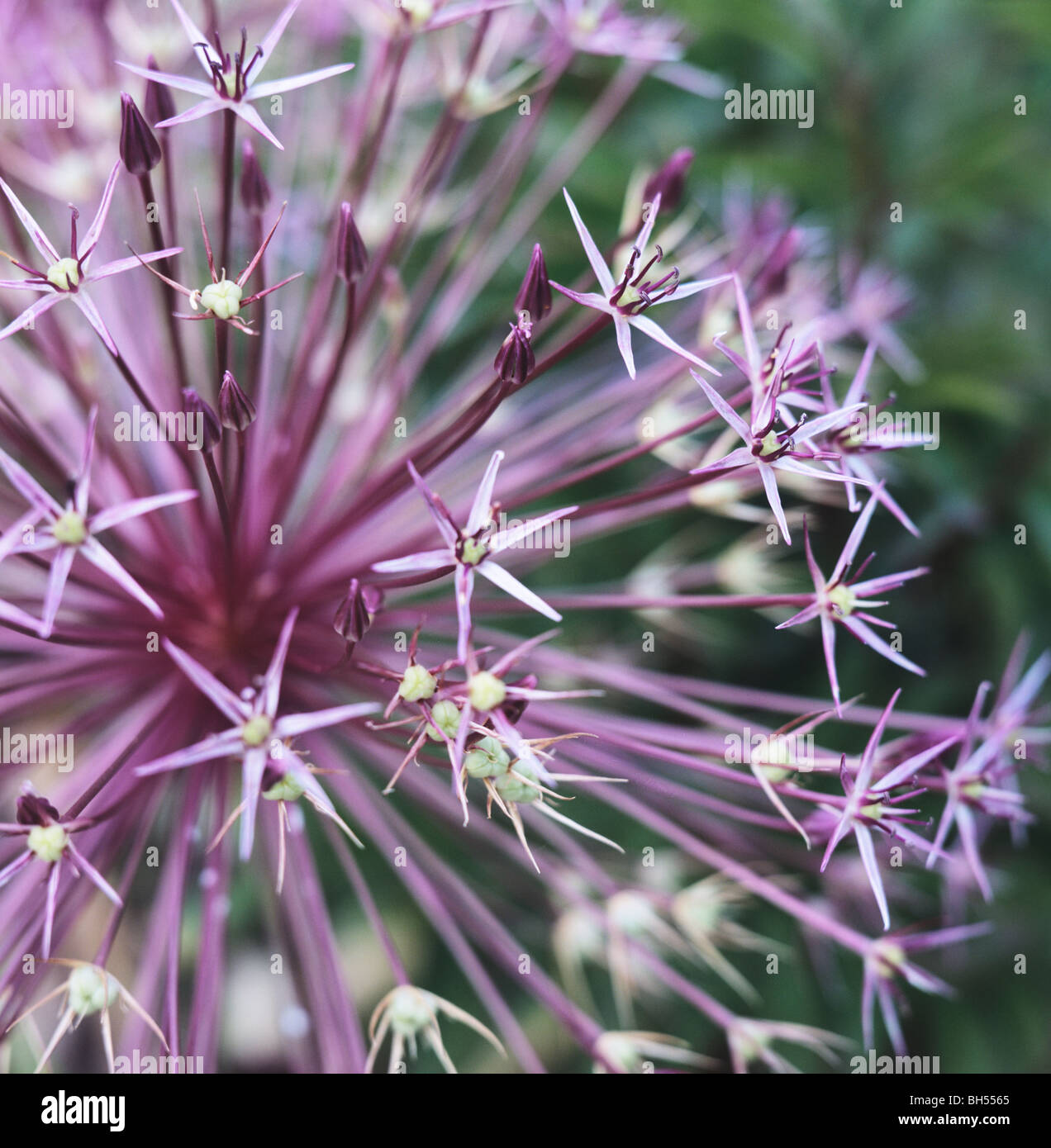 allium rosenbachianum, flowers, macro shot Stock Photo