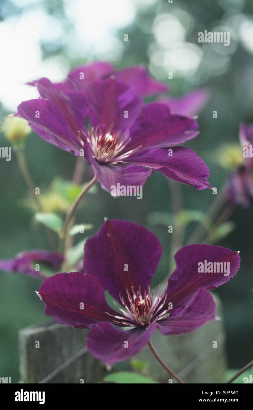 Clematis flowers Stock Photo