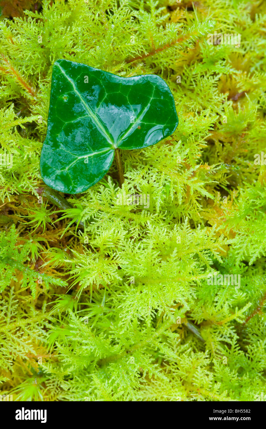 Common Ivy, leaf growing from among fronds of Mountain Fern Moss (Hylocomium splendens), on the woodland floor, Isle of Skye. Stock Photo