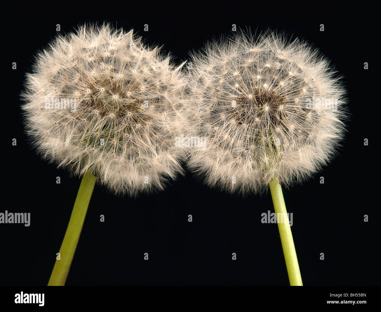 two touching dandelion heads Stock Photo
