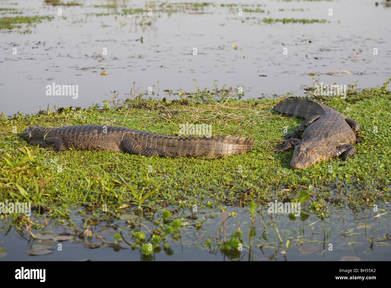 Kaiman hi-res stock photography and images - Alamy