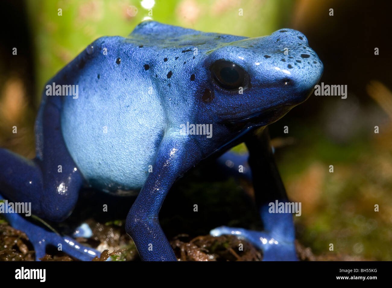 Blue Poison Dart Frog, Dendrobates azureus, Amazon River basin Stock Photo