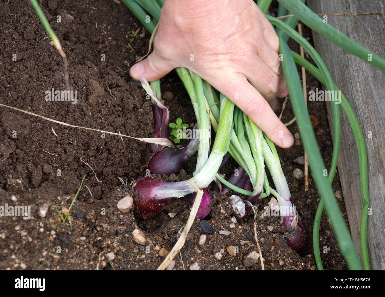 Hand picking onions hires stock photography and images Alamy