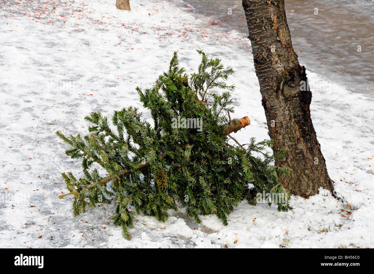 Christmas tree recycling hires stock photography and images Alamy
