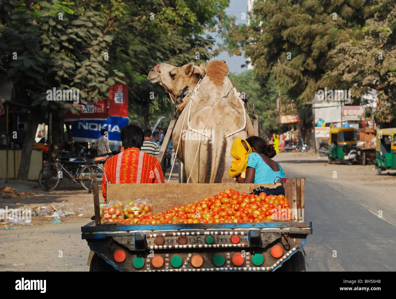Camel drawn cart carrying tomatoes in Ahmedabad, India Stock Photo Alamy