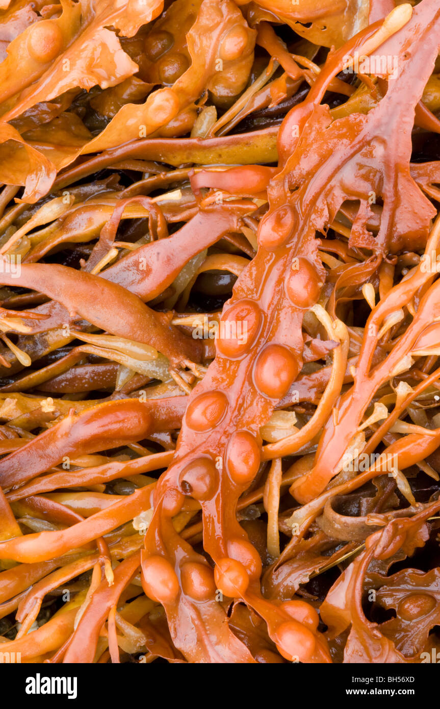 Strands of dead seaweed washed up on the shoreline. Prominent in the centre is Bladder Wrack (Fucus vesiculosus). Isle of Skye. Stock Photo
