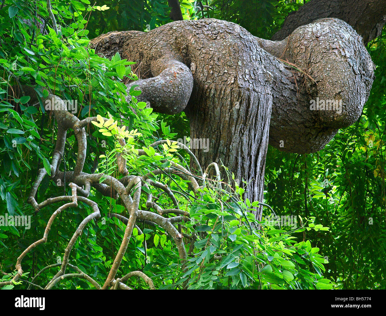 Japanese tree 'Sophora Japonica Penodula'  in Family Garden , 'Blandy Gardens'  Madeira Portugal Europe Stock Photo