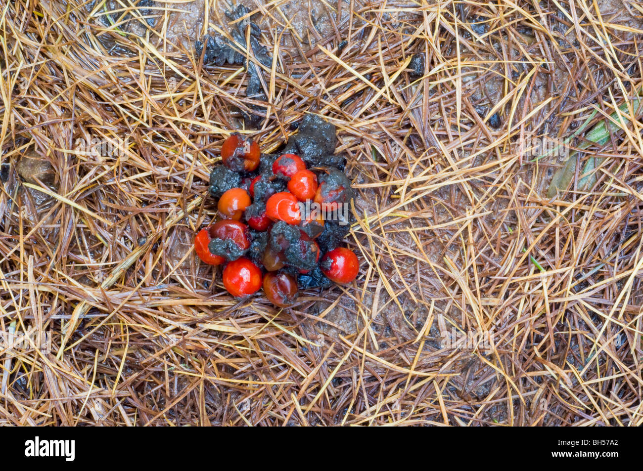 Pine Marten, Martes martes, droppings containing red berries of Cowberry Stock Photo