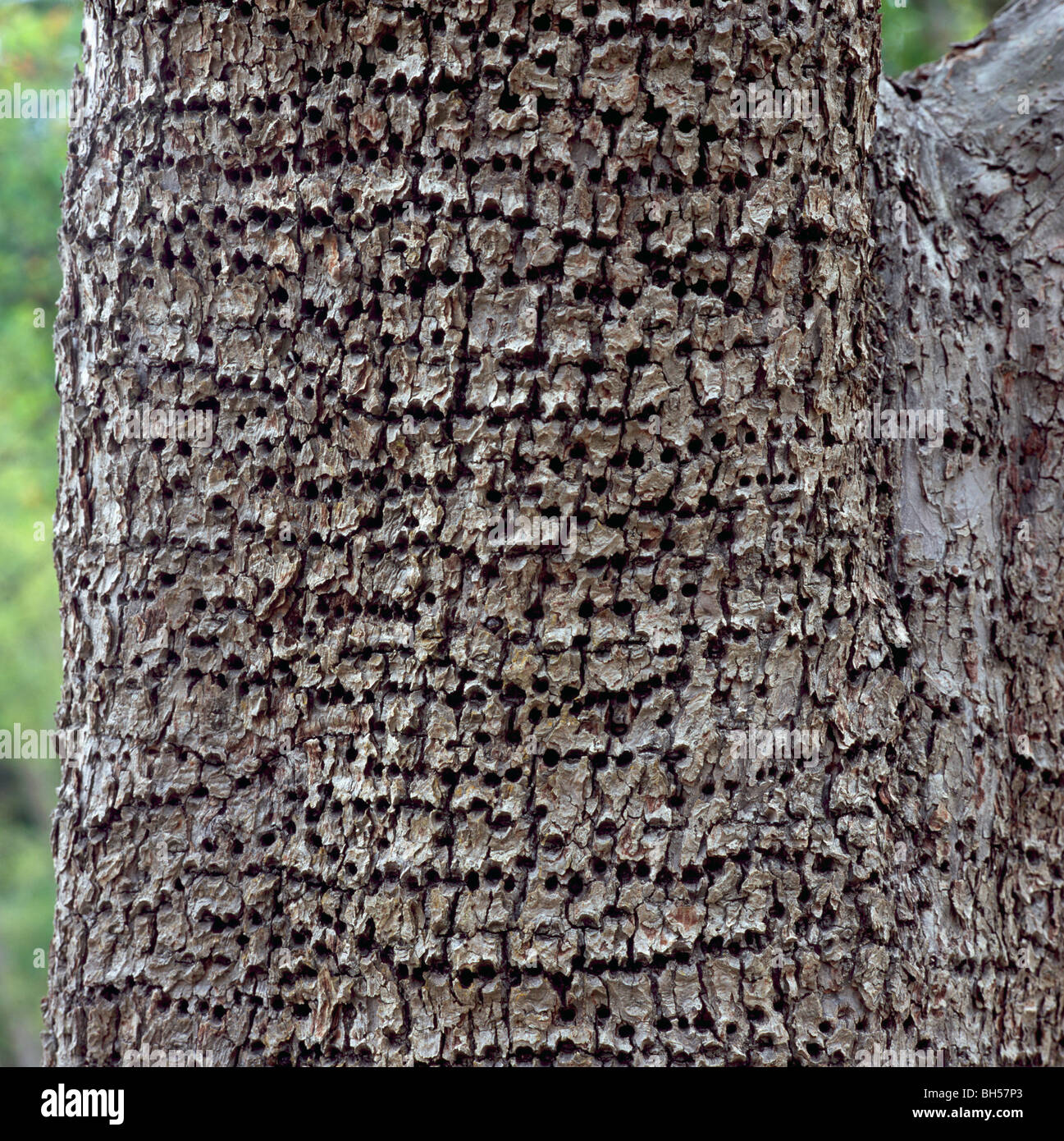 Woodpecker Tree Damage - Small Holes drilled in Pear Tree Trunk and Bark by Yellow-Bellied Sapsucker (Sphyrapicus varius) Bird Stock Photo