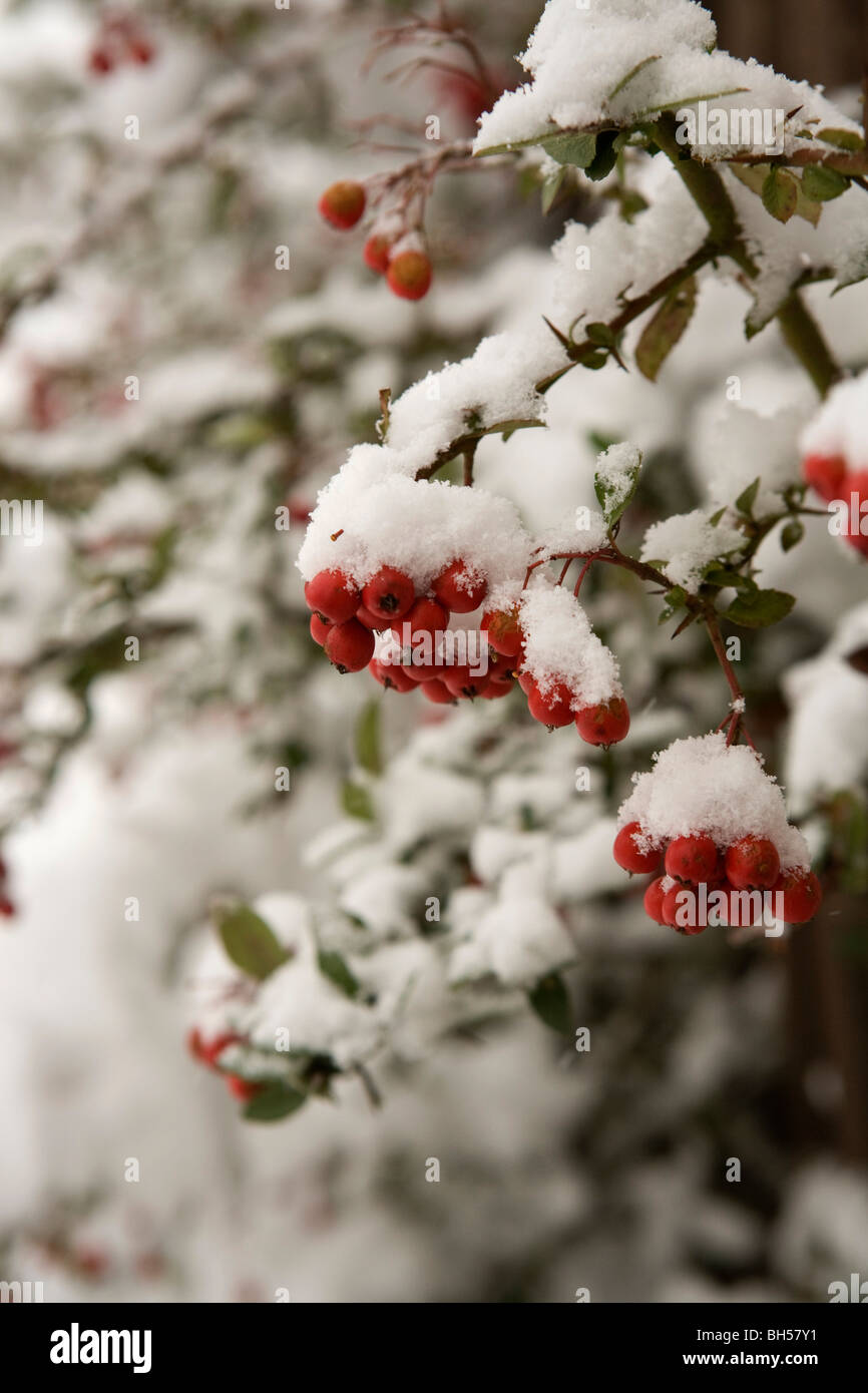 red berries covered in snow Stock Photo - Alamy