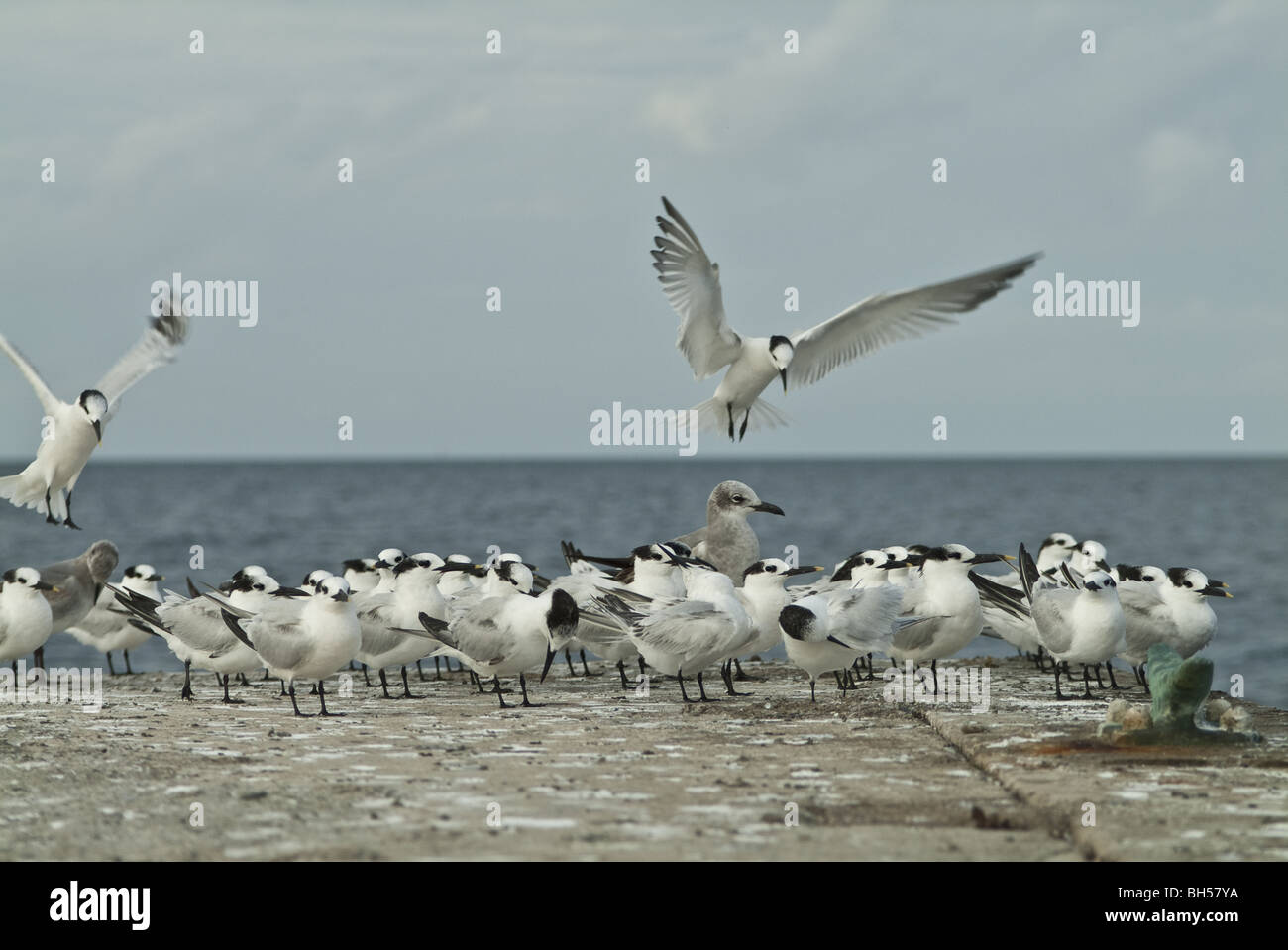 Seagulls around a jetty on the north coast of Cuba. Stock Photo
